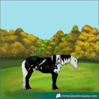 Horse Color:Watercolor White Spotted Silver Grullo Tobiano Snowcap