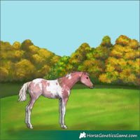 Horse Color:Watercolor White Spotted Silver Grullo Tobiano 