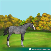 Horse Color:Brown Roan Splash 