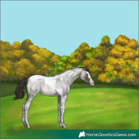 Horse Color:Buckskin Roan Splash Tobiano 