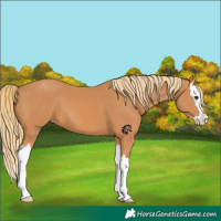 Horse Color:Chestnut Splash Appaloosa 