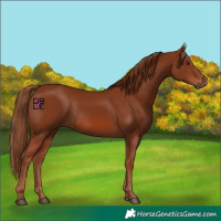 Horse Color:Chestnut Rabicano 