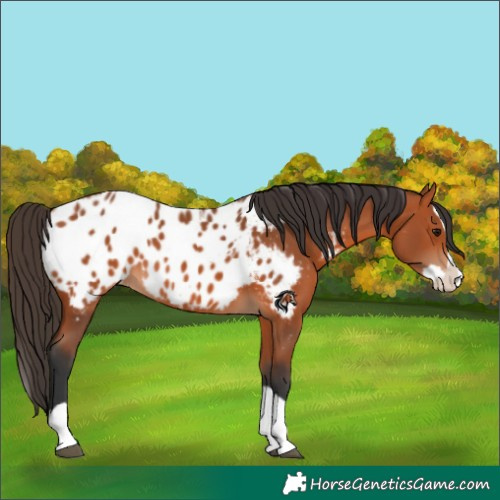 Horse Color:Bay Splash Blanket