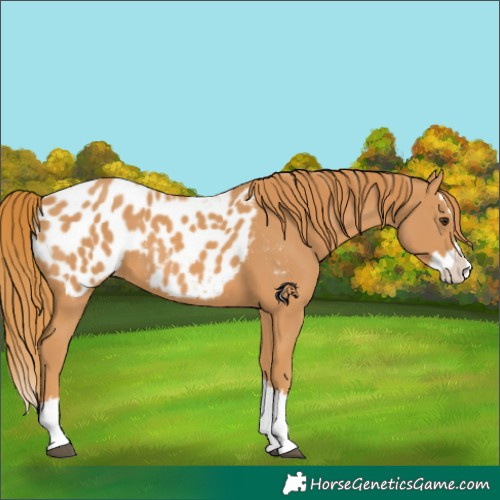 Horse Color:Chestnut Splash Appaloosa 