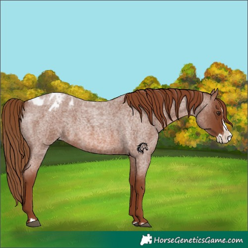 Horse Color:Red Roan Splash Appaloosa 