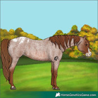Horse Color:Red Roan Splash Appaloosa 