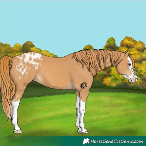 Horse Color:Chestnut Splash Appaloosa