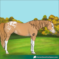 Horse Color:Chestnut Splash Blanket