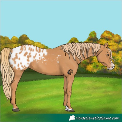 Horse Color:Chestnut Splash Appaloosa 