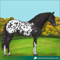 Horse Color:Smoky Black Tobiano Appaloosa 