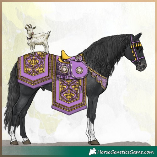 Horse Color:Black Tobiano Appaloosa 