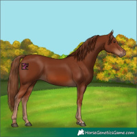Horse Color:Chestnut 