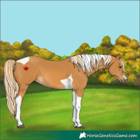 Horse Color:Palomino Tobiano
