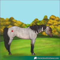 Horse Color:Brown Roan Dun Rabicano 