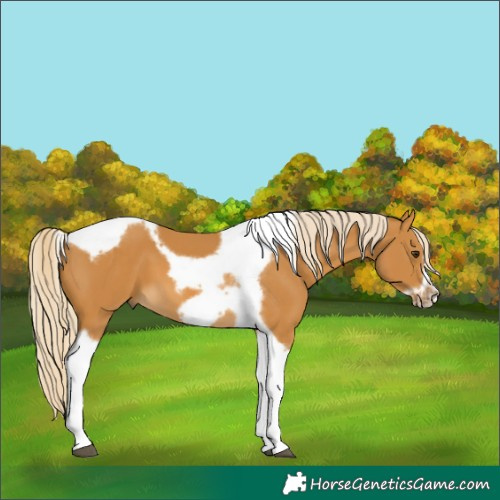 Horse Color:Palomino Tobiano Frame 