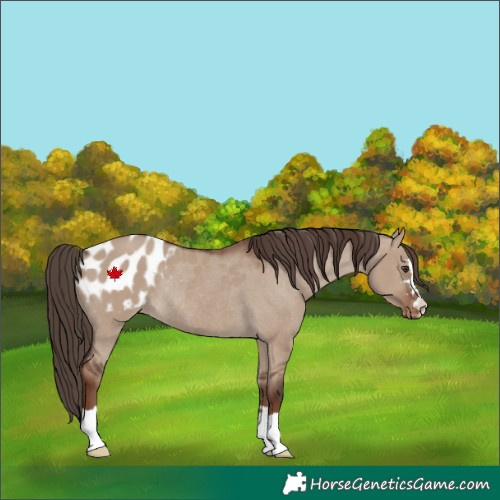 Horse Color:Liver Red Dun Appaloosa Rabicano 