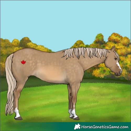 Horse Color:Chocolate Palomino Dun 