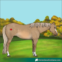 Horse Color:Chocolate Palomino Dun 