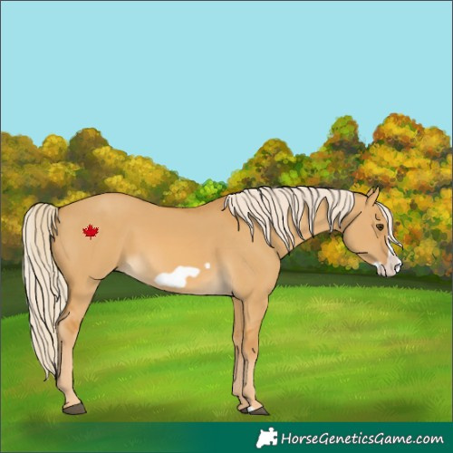 Horse Color:Palomino Dun Frame 