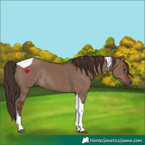 Horse Color:Liver Red Dun Tobiano Rabicano 
