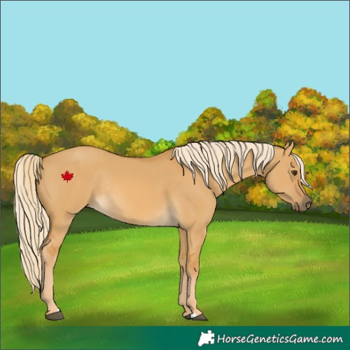 Horse Color:Palomino Dun Rabicano 