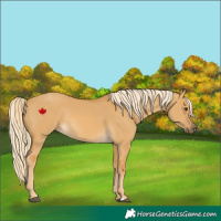 Horse Color:Palomino Dun Rabicano 