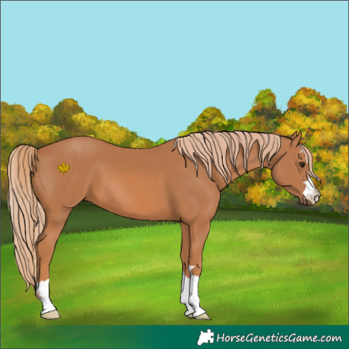 Horse Color:Chestnut 