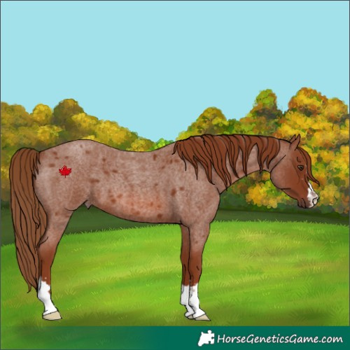 Horse Color:Red Roan 
