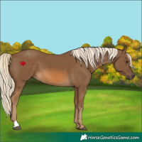 Horse Color:Chocolate Palomino 