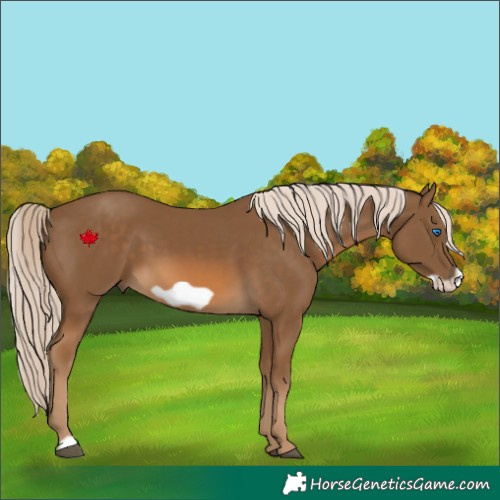 Horse Color:Chocolate Palomino Frame 