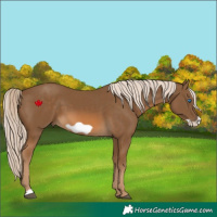 Horse Color:Chocolate Palomino Frame 