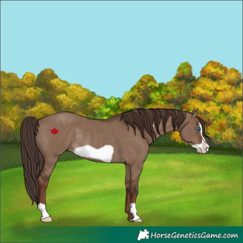 Horse Color:Liver Red Dun Frame Rabicano 