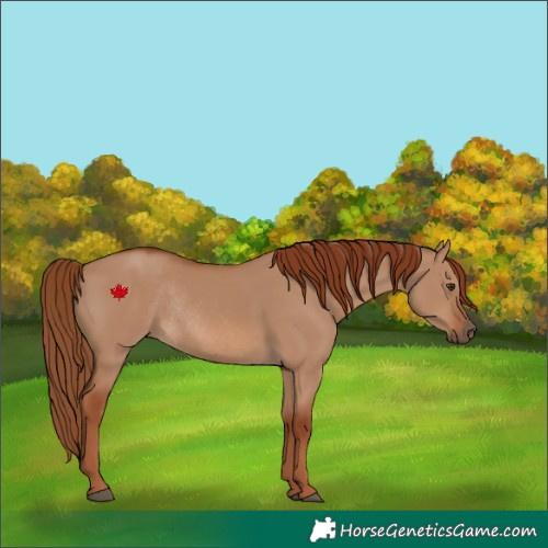 Horse Color:Red Dun Rabicano 