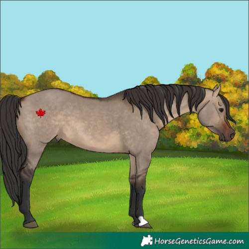 Horse Color:Brown Dun 