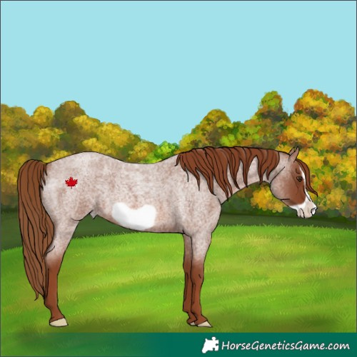 Horse Color:Red Roan Frame 