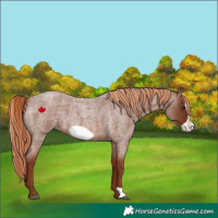 Horse Color:Red Roan Frame 