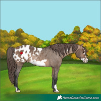 Horse Color:Bay Dun Frame Appaloosa Rabicano 