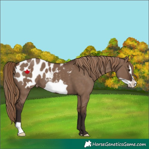 Horse Color:Liver Red Dun Frame Appaloosa 