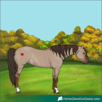 Horse Color:Liver Red Dun Rabicano