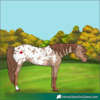 Horse Color:Red Dun Appaloosa Rabicano 