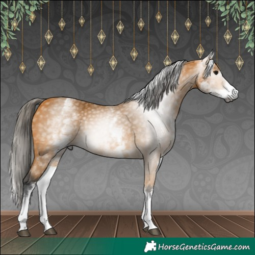 Horse Color:Gray White Spotted Buckskin 
