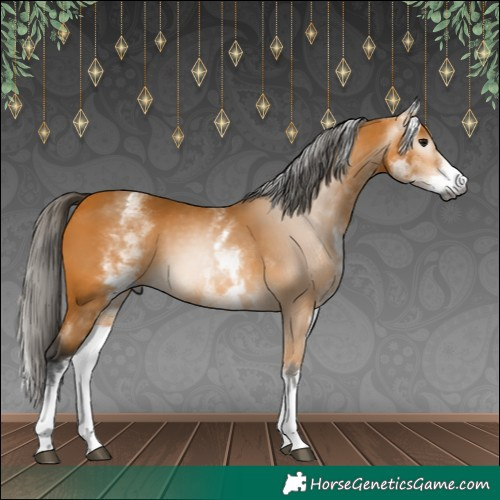 Horse Color:Gray White Spotted Buckskin 