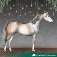Horse Color:Gray White Spotted Buckskin 