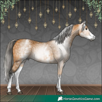 Horse Color:Gray White Spotted Buckskin 