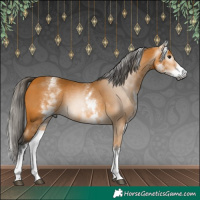 Horse Color:Gray White Spotted Buckskin
