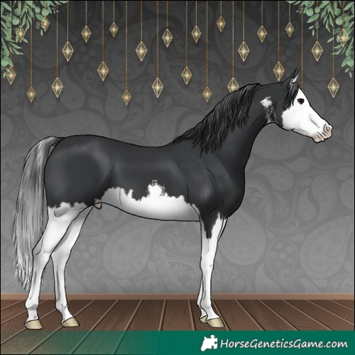 Horse Color:White Spotted Black Splash 