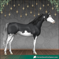 Horse Color:White Spotted Black Splash 