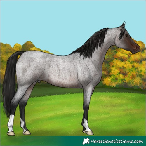 Horse Color:Gray Bay Roan 