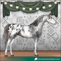 Horse Color:White Spotted Brown Appaloosa 
