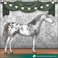 Horse Color:White Spotted Brown Appaloosa 